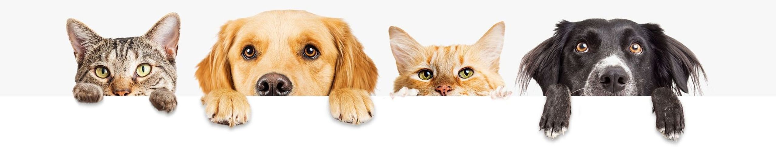 Zwei Katzen und zwei Hunde schauen neugierig über eine Kante-LMluzq