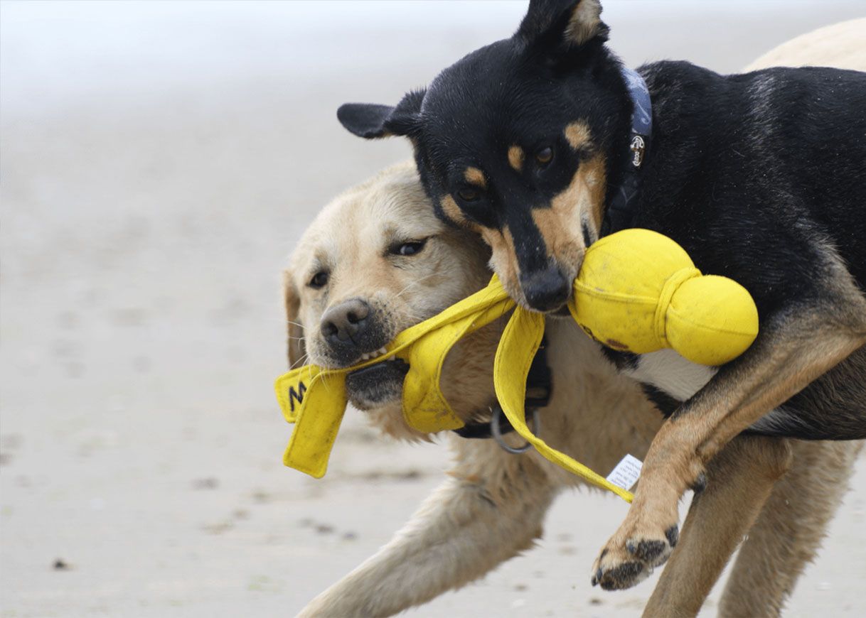 Hunde am Strand
